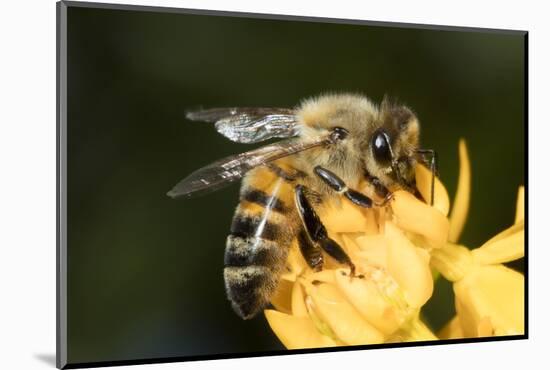 USA, California. Honey bee on flower.-Jaynes Gallery-Mounted Photographic Print