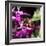 USA, California. Honey bee on flower.-Jaynes Gallery-Framed Photographic Print