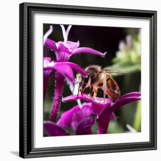 USA, California. Honey bee on flower.-Jaynes Gallery-Framed Photographic Print