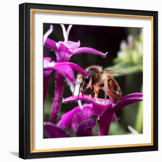 USA, California. Honey bee on flower.-Jaynes Gallery-Framed Photographic Print