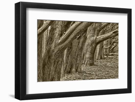 Usa, California. Huge cypress trees grow in a line near a Point Reyes road.-Betty Sederquist-Framed Photographic Print