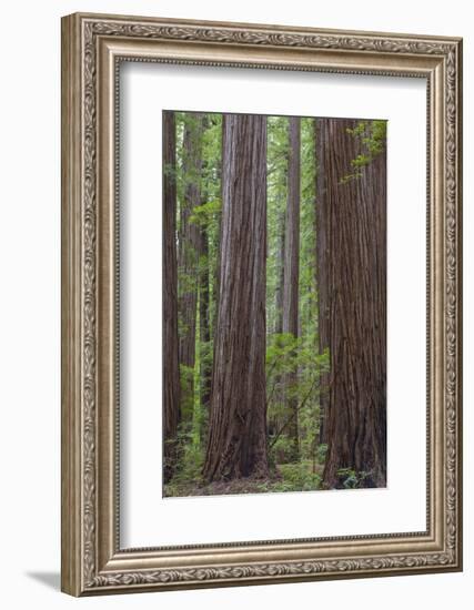 USA, California, Humboldt Redwoods State Park. Redwood tree scenic.-Jaynes Gallery-Framed Photographic Print