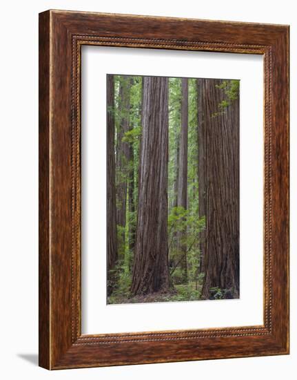 USA, California, Humboldt Redwoods State Park. Redwood tree scenic.-Jaynes Gallery-Framed Photographic Print