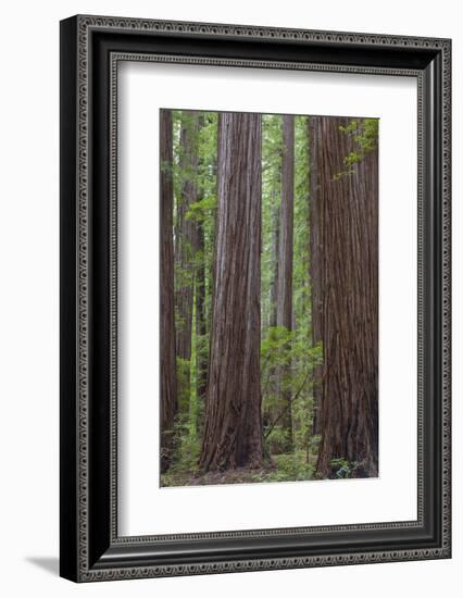 USA, California, Humboldt Redwoods State Park. Redwood tree scenic.-Jaynes Gallery-Framed Photographic Print