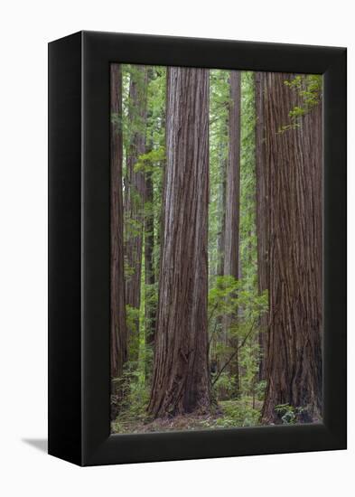 USA, California, Humboldt Redwoods State Park. Redwood tree scenic.-Jaynes Gallery-Framed Premier Image Canvas