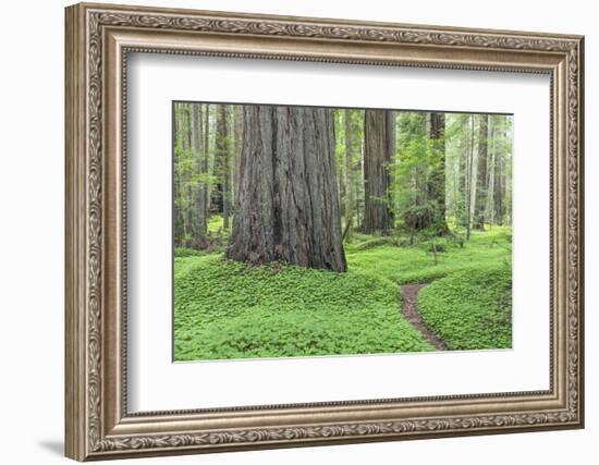 USA, California, Humboldt Redwoods State Park. Redwood tree scenic.-Jaynes Gallery-Framed Photographic Print