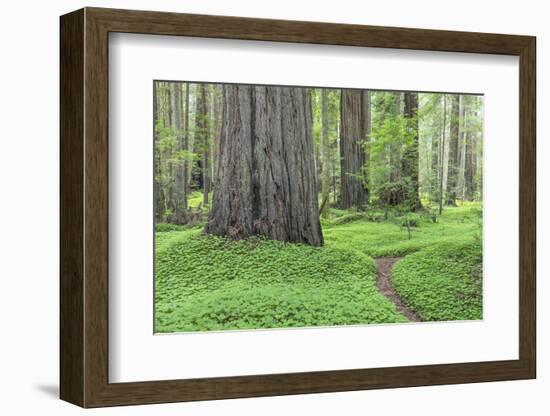 USA, California, Humboldt Redwoods State Park. Redwood tree scenic.-Jaynes Gallery-Framed Photographic Print