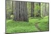 USA, California, Humboldt Redwoods State Park. Redwood tree scenic.-Jaynes Gallery-Mounted Photographic Print