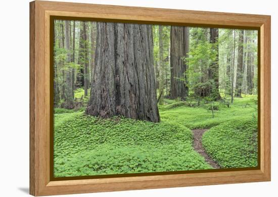 USA, California, Humboldt Redwoods State Park. Redwood tree scenic.-Jaynes Gallery-Framed Premier Image Canvas