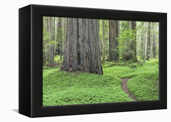 USA, California, Humboldt Redwoods State Park. Redwood tree scenic.-Jaynes Gallery-Framed Premier Image Canvas