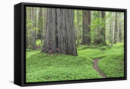 USA, California, Humboldt Redwoods State Park. Redwood tree scenic.-Jaynes Gallery-Framed Premier Image Canvas
