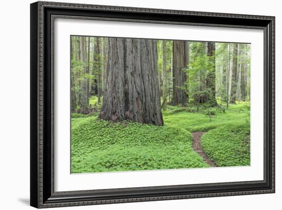 USA, California, Humboldt Redwoods State Park. Redwood tree scenic.-Jaynes Gallery-Framed Photographic Print