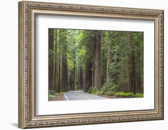 USA, California, Humboldt Redwoods State Park. Road through redwood forest.-Jaynes Gallery-Framed Photographic Print