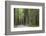 USA, California, Humboldt Redwoods State Park. Road through redwood forest.-Jaynes Gallery-Framed Photographic Print