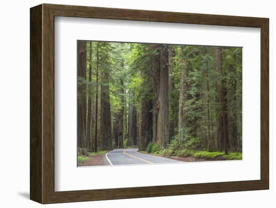 USA, California, Humboldt Redwoods State Park. Road through redwood forest.-Jaynes Gallery-Framed Photographic Print