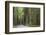 USA, California, Humboldt Redwoods State Park. Road through redwood forest.-Jaynes Gallery-Framed Photographic Print