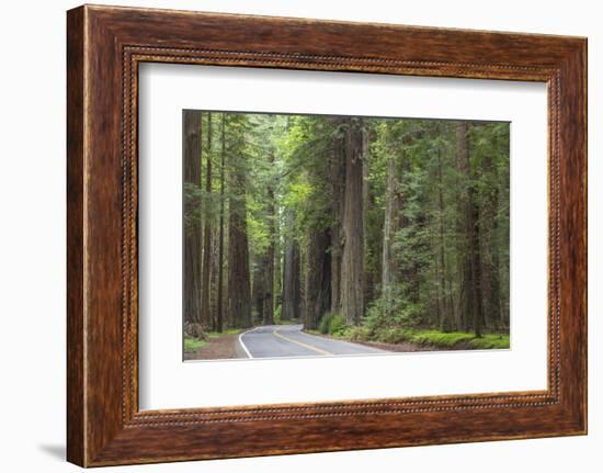 USA, California, Humboldt Redwoods State Park. Road through redwood forest.-Jaynes Gallery-Framed Photographic Print