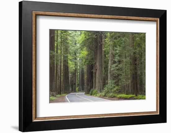 USA, California, Humboldt Redwoods State Park. Road through redwood forest.-Jaynes Gallery-Framed Photographic Print