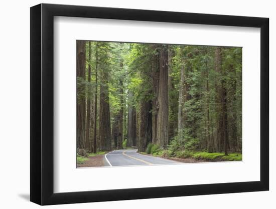 USA, California, Humboldt Redwoods State Park. Road through redwood forest.-Jaynes Gallery-Framed Photographic Print