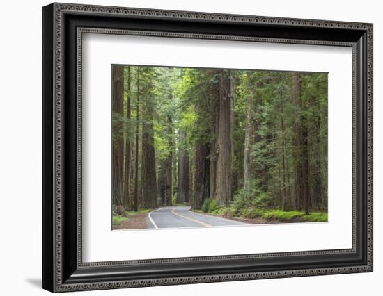 USA, California, Humboldt Redwoods State Park. Road through redwood forest.-Jaynes Gallery-Framed Photographic Print