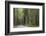 USA, California, Humboldt Redwoods State Park. Road through redwood forest.-Jaynes Gallery-Framed Photographic Print