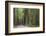 USA, California, Humboldt Redwoods State Park. Road through redwood forest.-Jaynes Gallery-Framed Photographic Print