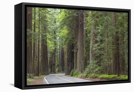 USA, California, Humboldt Redwoods State Park. Road through redwood forest.-Jaynes Gallery-Framed Premier Image Canvas