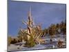 USA, California, Inyo National Forest, Ancient Bristlecone Pine Forest Area-John Barger-Mounted Photographic Print