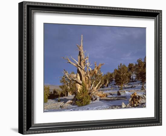 USA, California, Inyo National Forest, Ancient Bristlecone Pine Forest Area-John Barger-Framed Photographic Print