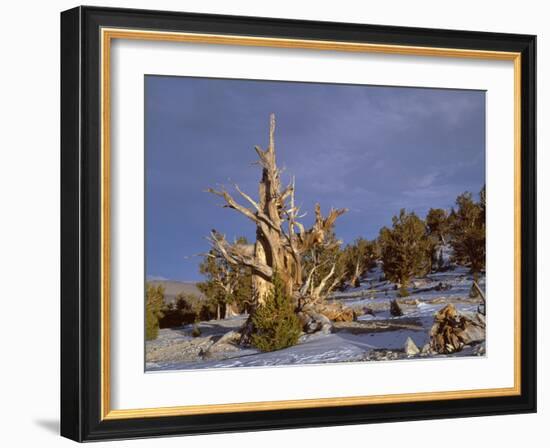 USA, California, Inyo National Forest, Ancient Bristlecone Pine Forest Area-John Barger-Framed Photographic Print