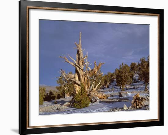 USA, California, Inyo National Forest, Ancient Bristlecone Pine Forest Area-John Barger-Framed Photographic Print