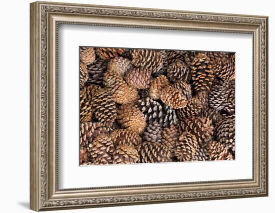 USA, California, Inyo National Forest.  Bristlecone tree pine cone.-Don Paulson-Framed Photographic Print