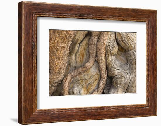 USA, California, Inyo National Forest. Gnarled pine tree trunk.-Don Paulson-Framed Photographic Print