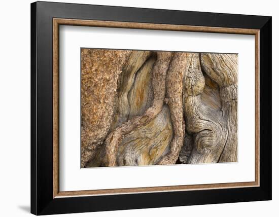 USA, California, Inyo National Forest. Gnarled pine tree trunk.-Don Paulson-Framed Photographic Print