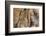 USA, California, Inyo National Forest. Gnarled pine tree trunk.-Don Paulson-Framed Photographic Print