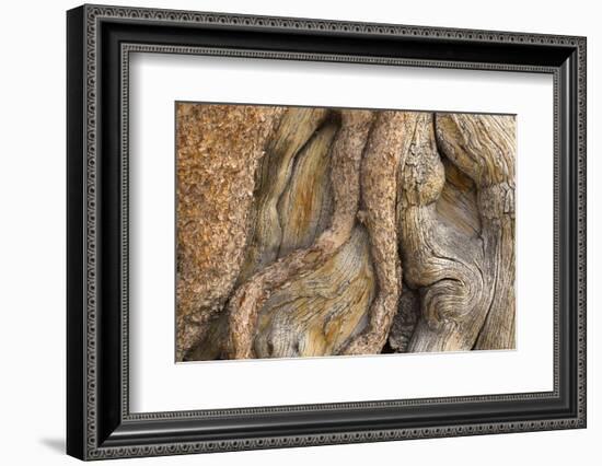 USA, California, Inyo National Forest. Gnarled pine tree trunk.-Don Paulson-Framed Photographic Print