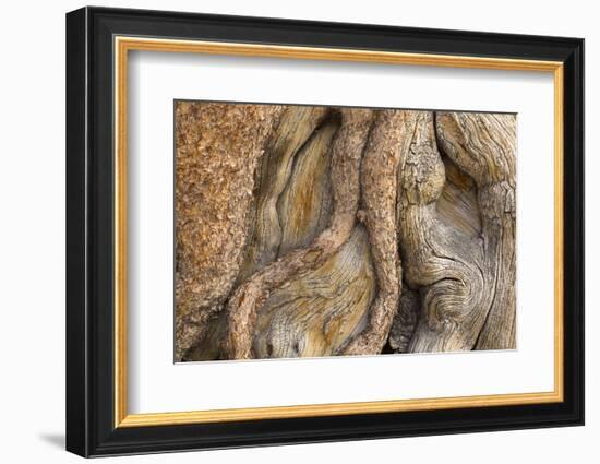 USA, California, Inyo National Forest. Gnarled pine tree trunk.-Don Paulson-Framed Photographic Print