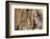 USA, California, Inyo National Forest. Gnarled pine tree trunk.-Don Paulson-Framed Photographic Print