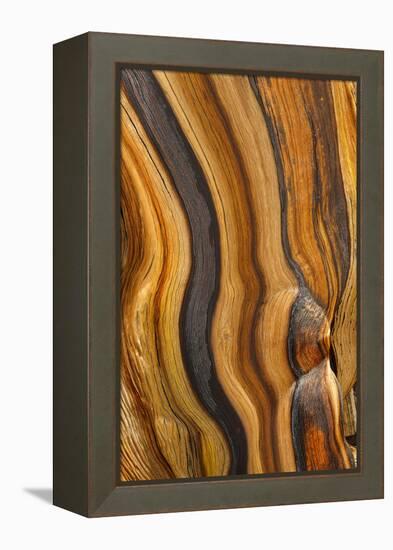 USA, California, Inyo National Forest. Patterns in a bristlecone pine.-Don Paulson-Framed Premier Image Canvas