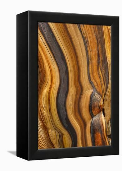 USA, California, Inyo National Forest. Patterns in a bristlecone pine.-Don Paulson-Framed Premier Image Canvas