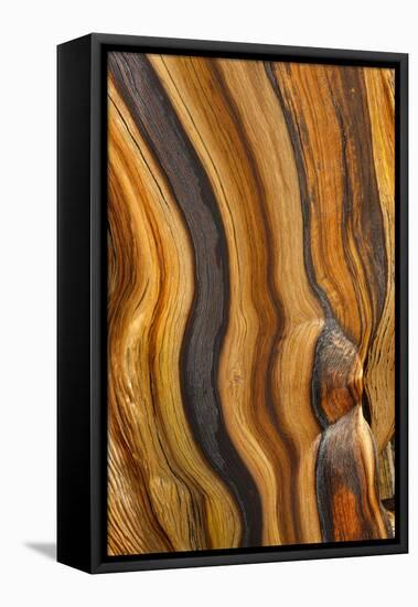 USA, California, Inyo National Forest. Patterns in a bristlecone pine.-Don Paulson-Framed Premier Image Canvas