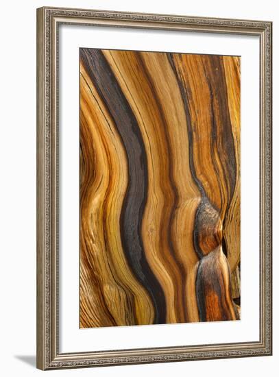 USA, California, Inyo National Forest. Patterns in a bristlecone pine.-Don Paulson-Framed Photographic Print