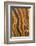 USA, California, Inyo National Forest. Patterns in a bristlecone pine.-Don Paulson-Framed Photographic Print