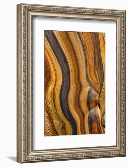 USA, California, Inyo National Forest. Patterns in a bristlecone pine.-Don Paulson-Framed Photographic Print