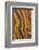 USA, California, Inyo National Forest. Patterns in a bristlecone pine.-Don Paulson-Framed Photographic Print