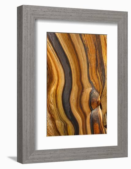 USA, California, Inyo National Forest. Patterns in a bristlecone pine.-Don Paulson-Framed Photographic Print