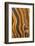 USA, California, Inyo National Forest. Patterns in a bristlecone pine.-Don Paulson-Framed Photographic Print