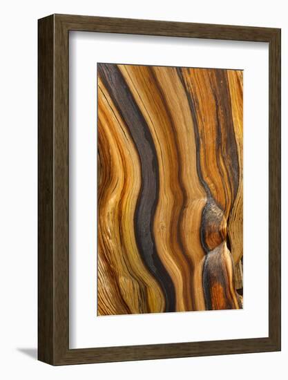 USA, California, Inyo National Forest. Patterns in a bristlecone pine.-Don Paulson-Framed Photographic Print