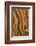 USA, California, Inyo National Forest. Patterns in a bristlecone pine.-Don Paulson-Framed Photographic Print