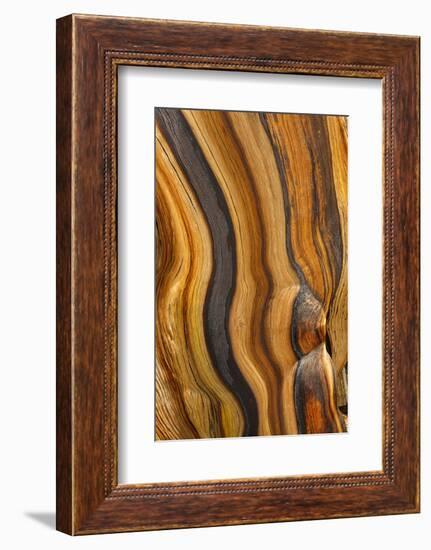 USA, California, Inyo National Forest. Patterns in a bristlecone pine.-Don Paulson-Framed Photographic Print